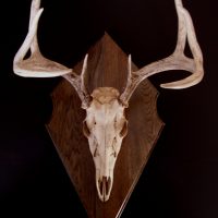 Antler Mount Kit- Outfitter Deer - Bear Scents