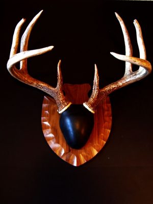 Solid walnut antler plaque Top quality. 